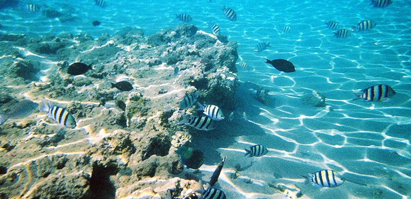 2-Sharm-colorful-fish-red-sea-egypt