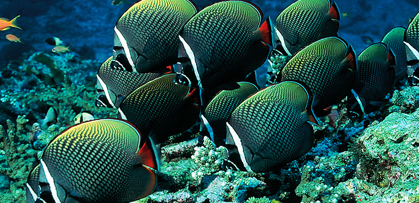 5-diving-in-el-guona-red-sea