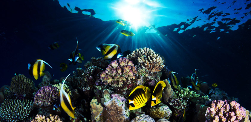 6-raccoon-butterfly-fish