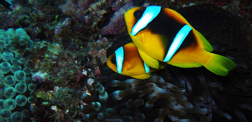 7-Clown-fish-red-sea